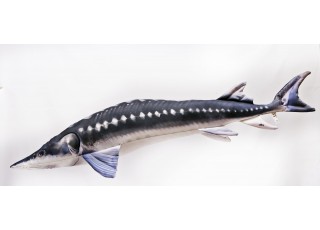 Gaby European Sturgeon / Jesetra